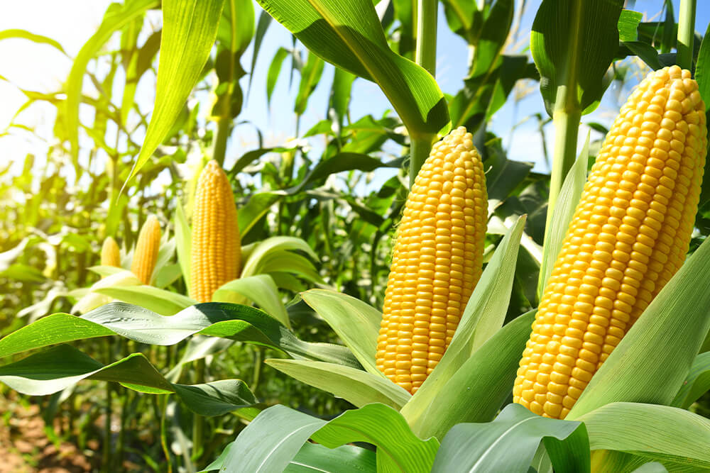 farm-grains